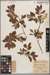 Foto von Salix cinerea L.